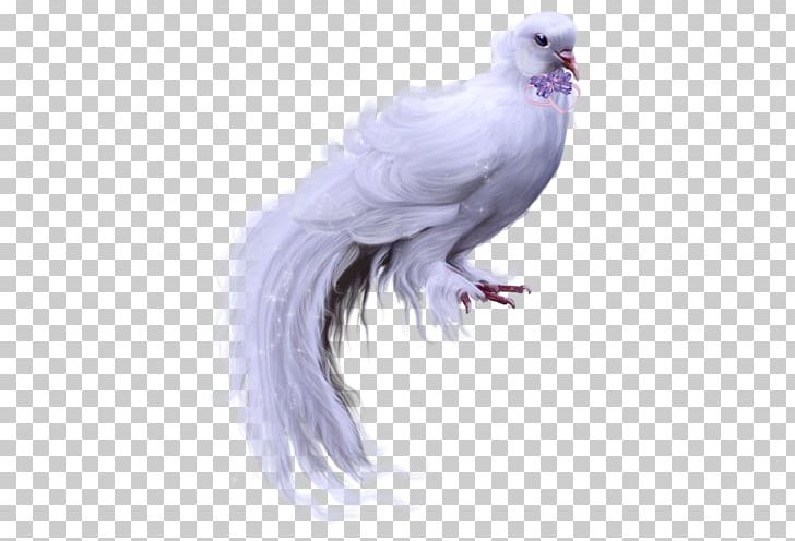 Columbidae Domestic Pigeon Bird PNG, Clipart, Animals, Beak, Bird, Bird Of Prey, Columbidae Free PNG Download