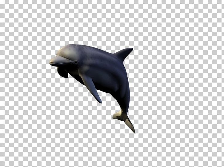 Common Bottlenose Dolphin Wholphin Tucuxi Short-beaked Common Dolphin PNG, Clipart, Animal, Beak, Bottlenose Dolphin, Common Bottlenose Dolphin, Dolphin Free PNG Download