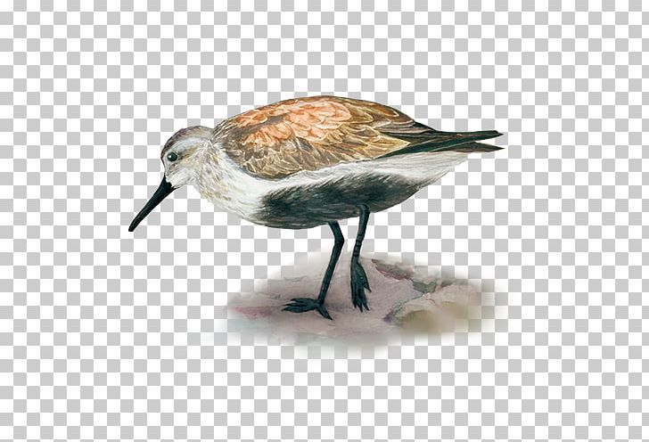 Dunlin Ruddy Turnstone Arctic Sanderling Bird PNG, Clipart, Arctic, Arctic Circle, Beak, Bird, Calidrid Free PNG Download