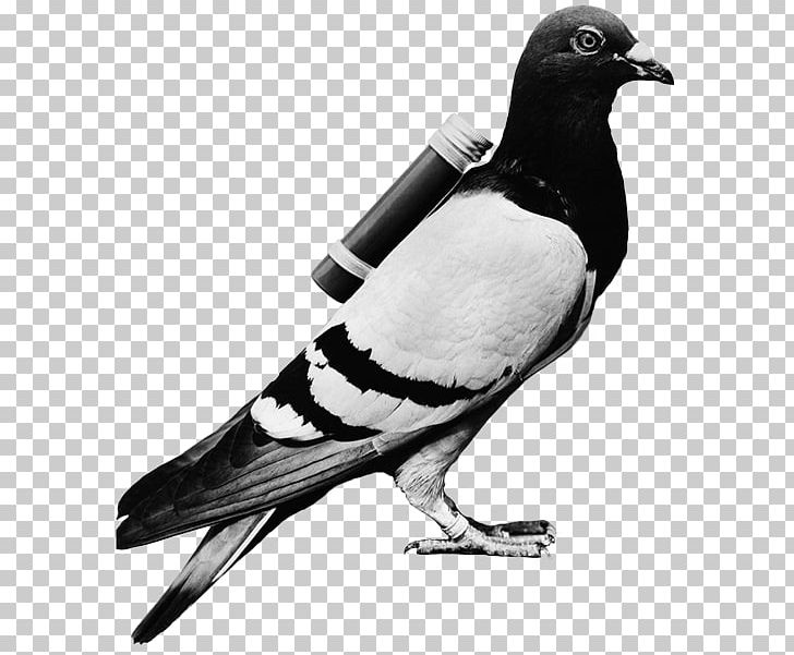 Homing Pigeon English Carrier Pigeon Racing Homer Columbidae Bird PNG, Clipart, Animal, Beak, Bird, Black And White, Cher Ami Free PNG Download
