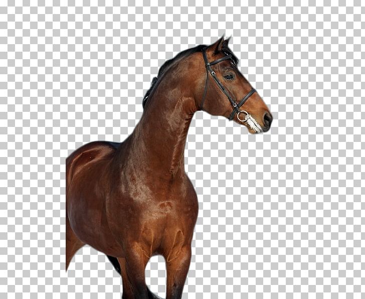 Mane Mustang Stallion Mare Rein PNG, Clipart,  Free PNG Download