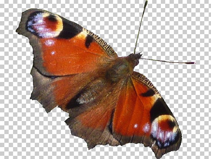 Pieridae Butterflies And Moths PNG, Clipart, Arthropod, Bilderberg Group, Brush Footed Butterfly, Butterflies And Moths, Butterfly Free PNG Download