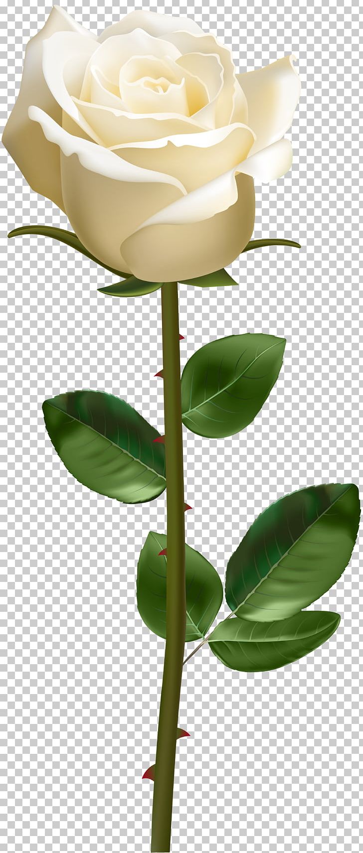 Portable Network Graphics Rose Transparency Plant Stem PNG, Clipart, Bud, Cut Flowers, Flora, Floral Design, Floristry Free PNG Download