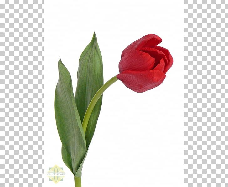 Red Tulip Blue White Green PNG, Clipart, Blue, Bud, Centimeter, Clothing, Color Free PNG Download