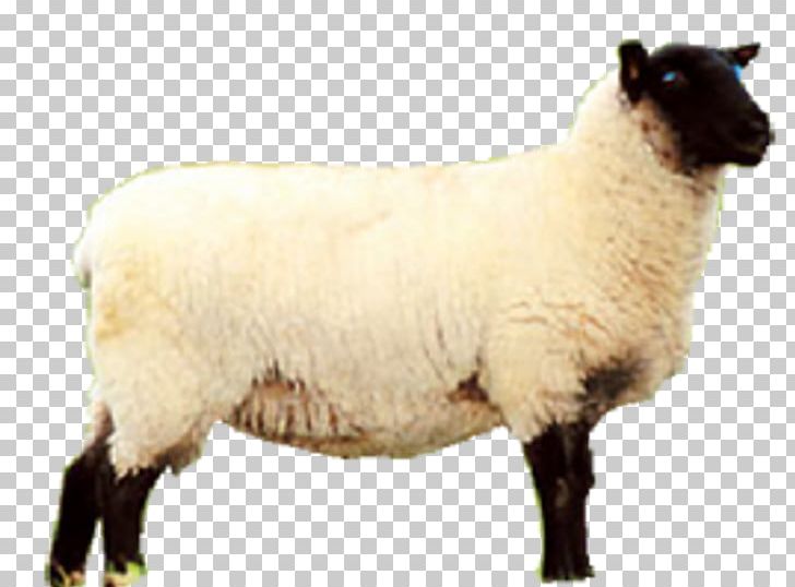Sheep Meat Eid Al-Adha PNG, Clipart, Agneau, Animal, Animals, Aries, Autodesk Revit Free PNG Download