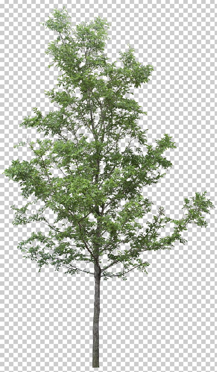 Tree PNG, Clipart, Architectural Rendering, Birch, Branch, Clip Art, Conifer Free PNG Download