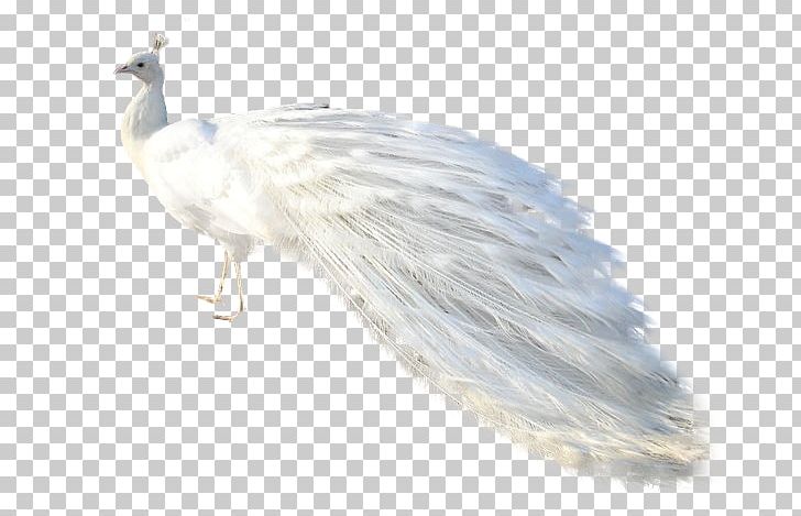 Bird Peafowl Animal PNG, Clipart, Animal, Animals, Beak, Bird, Blog Free PNG Download