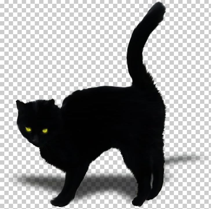 Bombay Cat Black Cat Kitten Domestic Short-haired Cat Whiskers PNG, Clipart, Animal, Animals, Background Black, Black, Black And White Free PNG Download