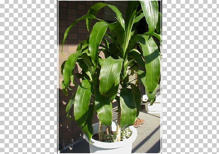 Flowerpot Leaf Houseplant PNG, Clipart, Dracaena Braunii, Flowerpot, Houseplant, Leaf, Plant Free PNG Download