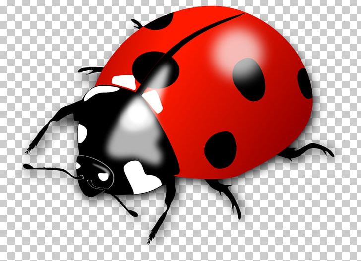 Ladybird PNG, Clipart, Beetle, Download, Encapsulated Postscript, Insect, Invertebrate Free PNG Download