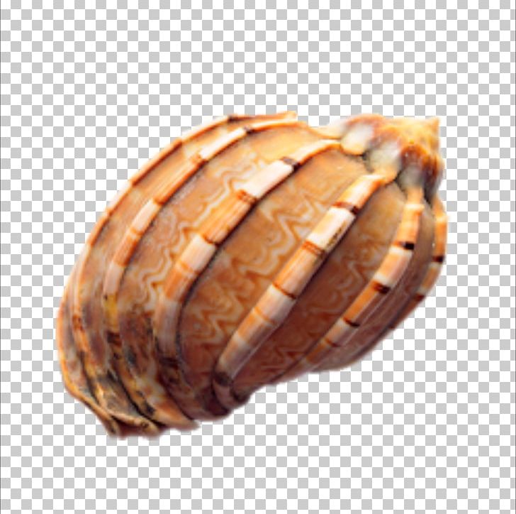 Seashell Conch Euclidean PNG, Clipart, Archive File, Bread, Cartoon Conch, Clams Oysters Mussels And Scallops, Conch Blowing Free PNG Download