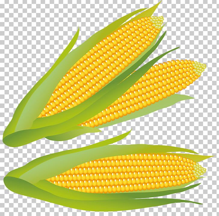 Corn On The Cob Maize Sweet Corn PNG, Clipart, Cartoon Corn, Commodity, Corn, Corn Cartoon, Corncob Free PNG Download