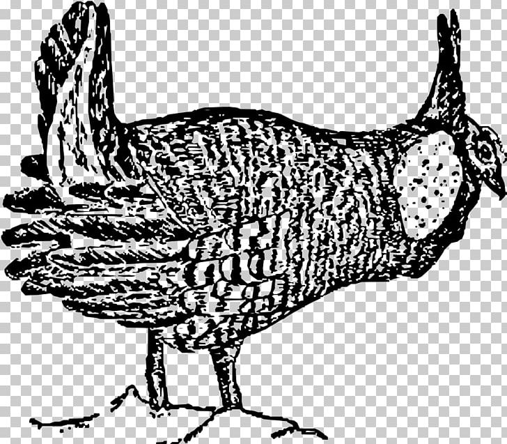Greater Prairie Chicken Bird Drawing PNG, Clipart, Animals, Art Black, Art Black And White, Beak, Bird Free PNG Download