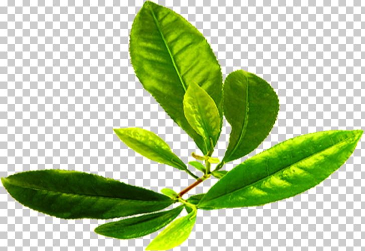 Green Tea PNG, Clipart, Arrow, Background Green, Branch, Camellia Sinensis, Chinese Tea Free PNG Download