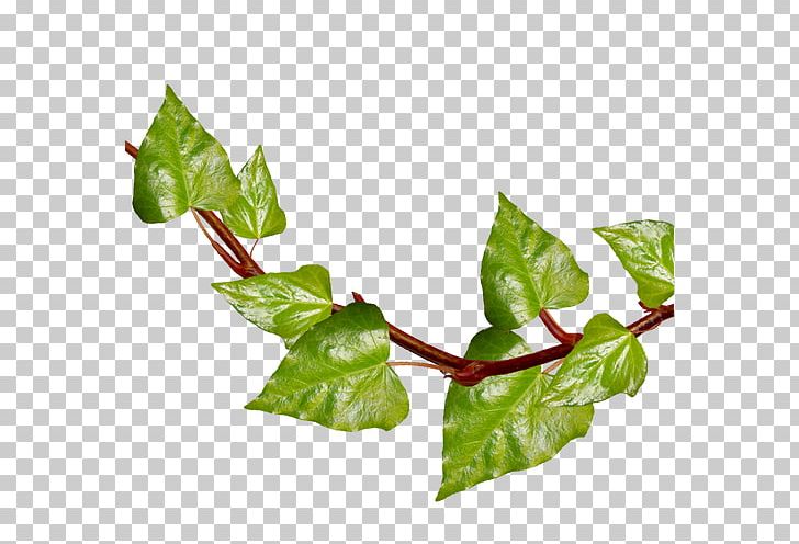 Ivy Leaf Vine Plant PNG, Clipart, Aquifoliaceae, Art, Branch, Ivy, Ivy Family Free PNG Download