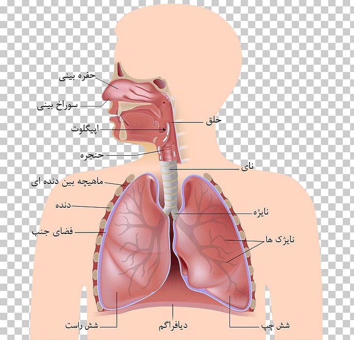 Respiratory System Human Body Organ Diagram Respiration PNG, Clipart, Abdomen, Anatomy, Angle, Breathing, Cheek Free PNG Download