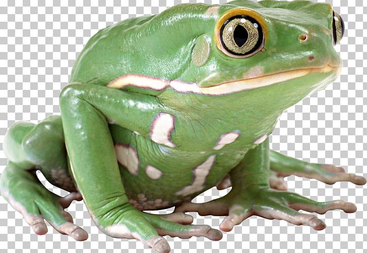 True Frog PNG, Clipart, Amphibian, Animals, Computer Icons, Desktop Wallpaper, Frog Free PNG Download