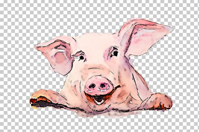 Suidae Pink Nose Snout Livestock PNG, Clipart, Drawing, Livestock, Nose, Pink, Snout Free PNG Download