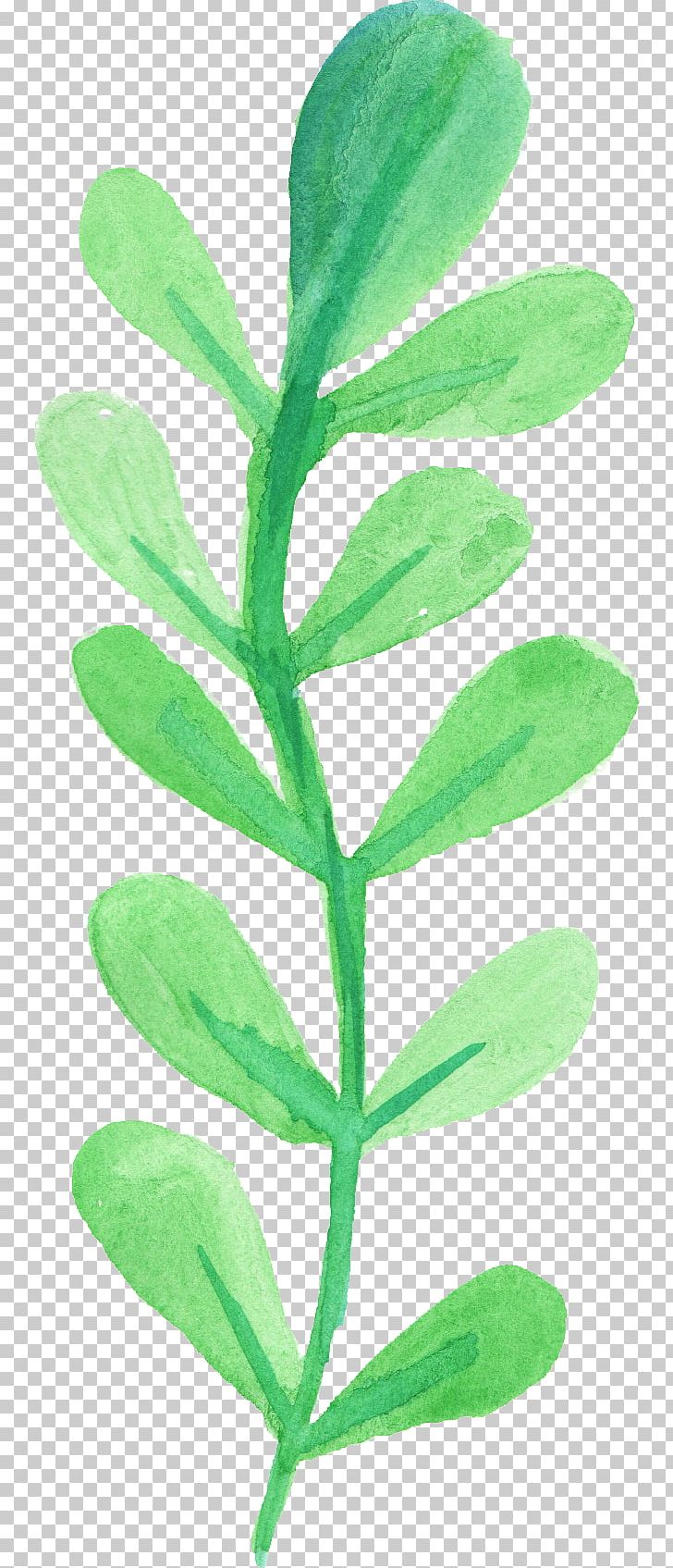 Leaf Watercolor Painting PNG, Clipart, Art, Color, Digital Media, Herb, Leaf Free PNG Download