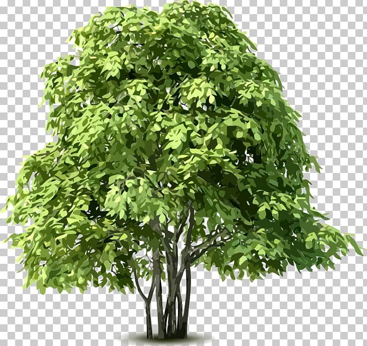 Tree PNG, Clipart, Branch, Bushes, Cdr, Clip Art, Computer Software Free PNG Download