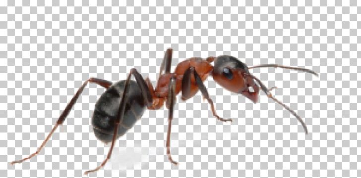 Ant Insect Portable Network Graphics Pest PNG, Clipart, Animals, Ant, Argentine Ant, Arthropod, Carpenter Ant Free PNG Download