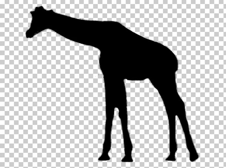 Giraffe Couples PNG, Clipart, Animals, Clip , Desktop Wallpaper, Drawing, Elephant Safari Free PNG Download