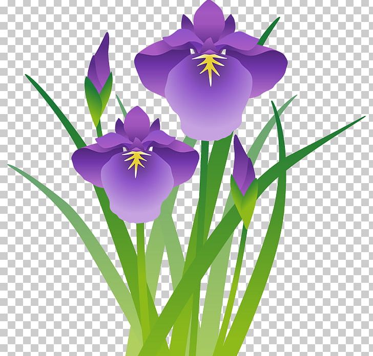Iris Ensata Var. Ensata Iris Sanguinea Sweet Flag Japanese Iris 端午 PNG, Clipart,  Free PNG Download