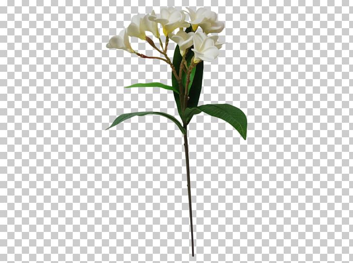 Moth Orchids Cut Flowers Flowerpot Plant Stem Petal PNG, Clipart, Cut Flowers, Flora, Flower, Flowering Plant, Flowerpot Free PNG Download