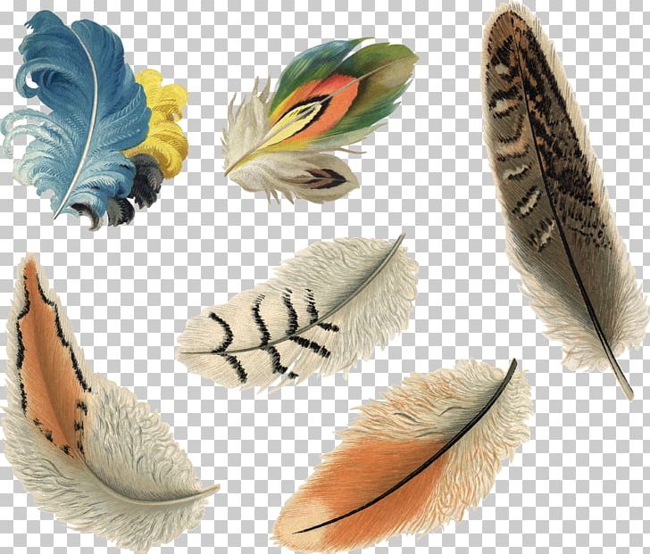 Feather Ink Pen PNG, Clipart, Animals, Beautiful, Color, Digital Image, Drawing Free PNG Download