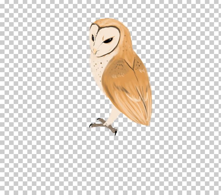 Owl Bird PNG, Clipart, Animals, Barn, Barn Owl, Beak, Bird Free PNG Download