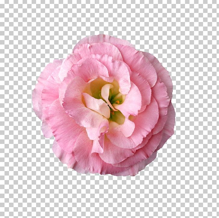 Flower PNG, Clipart, Desktop Wallpaper, Flower, Herbaceous Plant, Nature, Petal Free PNG Download