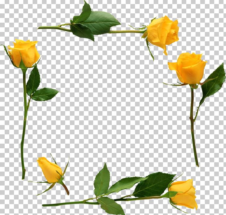 Rose Yellow Desktop PNG, Clipart, Black Rose, Blog, Branch, Bud, Cut Flowers Free PNG Download
