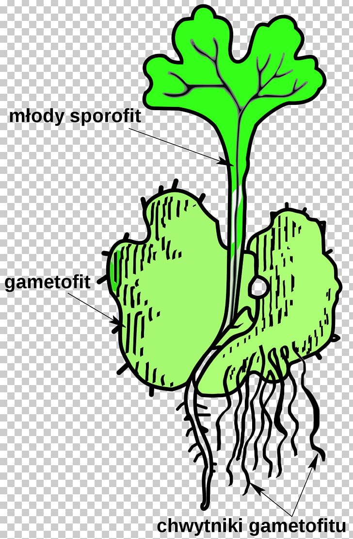 Sporophyte Gametophyte Vascular Plant Pteridophytes PNG, Clipart, Algae, Alternation Of Generations, Area, Artwork, Black And White Free PNG Download