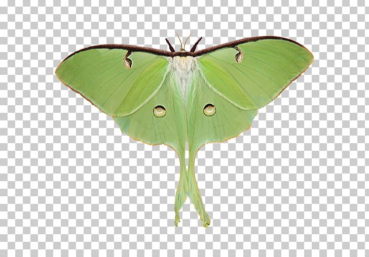 Brush-footed Butterflies Luna Moth Butterfly Small Tortoiseshell PNG, Clipart, Actias, Arthropod, Bombycidae, Brush Footed Butterfly, Butterfly Free PNG Download