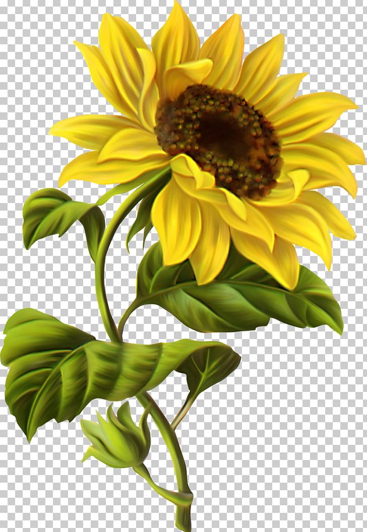Common Sunflower Drawing Botanical Illustration Watercolor Painting PNG, Clipart, Art, Botanical Illustration, Botany, Chamomile, Common Sunflower Free PNG Download