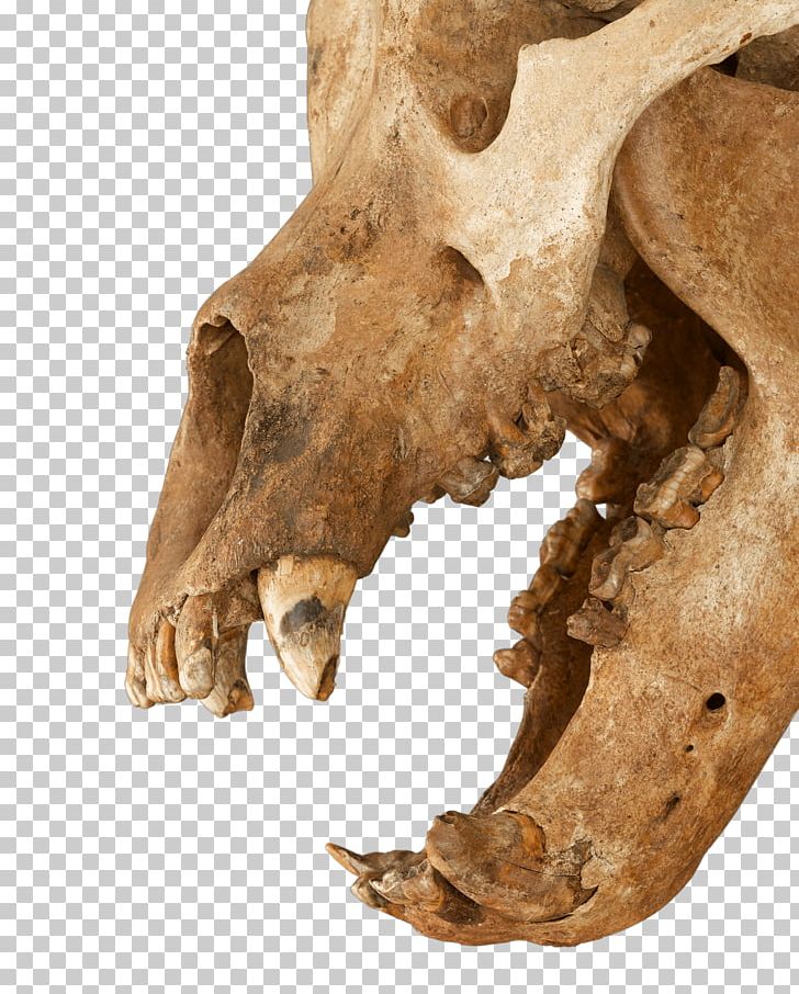 Ice Age Cave Bear: The Giant Beast That Terrified Ancient Humans Skeleton Earth PNG, Clipart, Bear, Bears, Bone, Cave, Cave Bear Free PNG Download