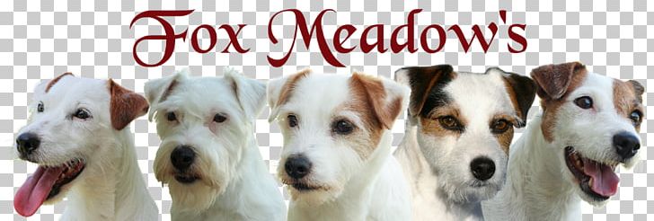 Jack Russell Terrier Parson Russell Terrier Fox Terrier Dog Breed PNG, Clipart, Animals, Black White, Breed, Carnivoran, Companion Dog Free PNG Download
