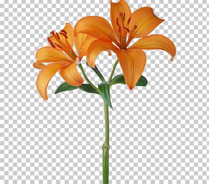 Photography Orange Others PNG, Clipart, Cut Flowers, Encapsulated Postscript, Flower, Flowerpot, Image Resolution Free PNG Download