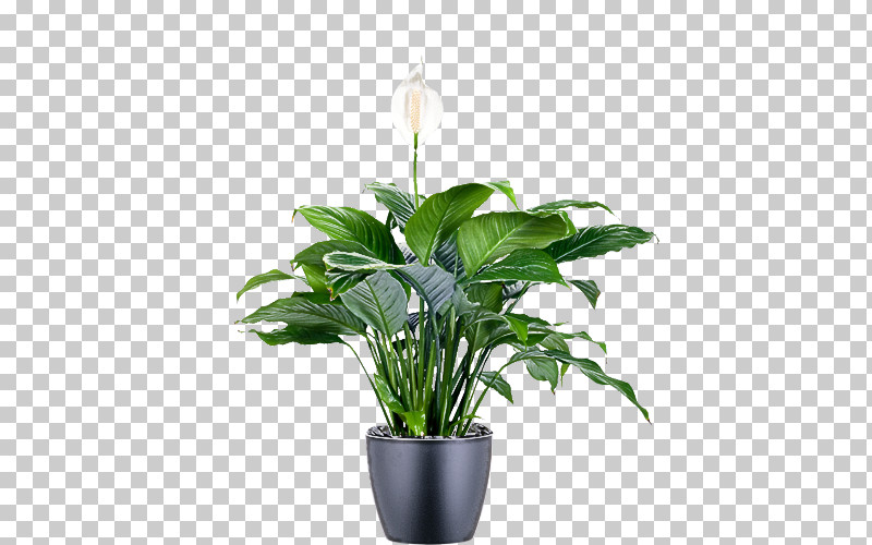 Floral Design PNG, Clipart, Bonsai, Chinese Evergreens, Evergreen, Floral Design, Flower Free PNG Download