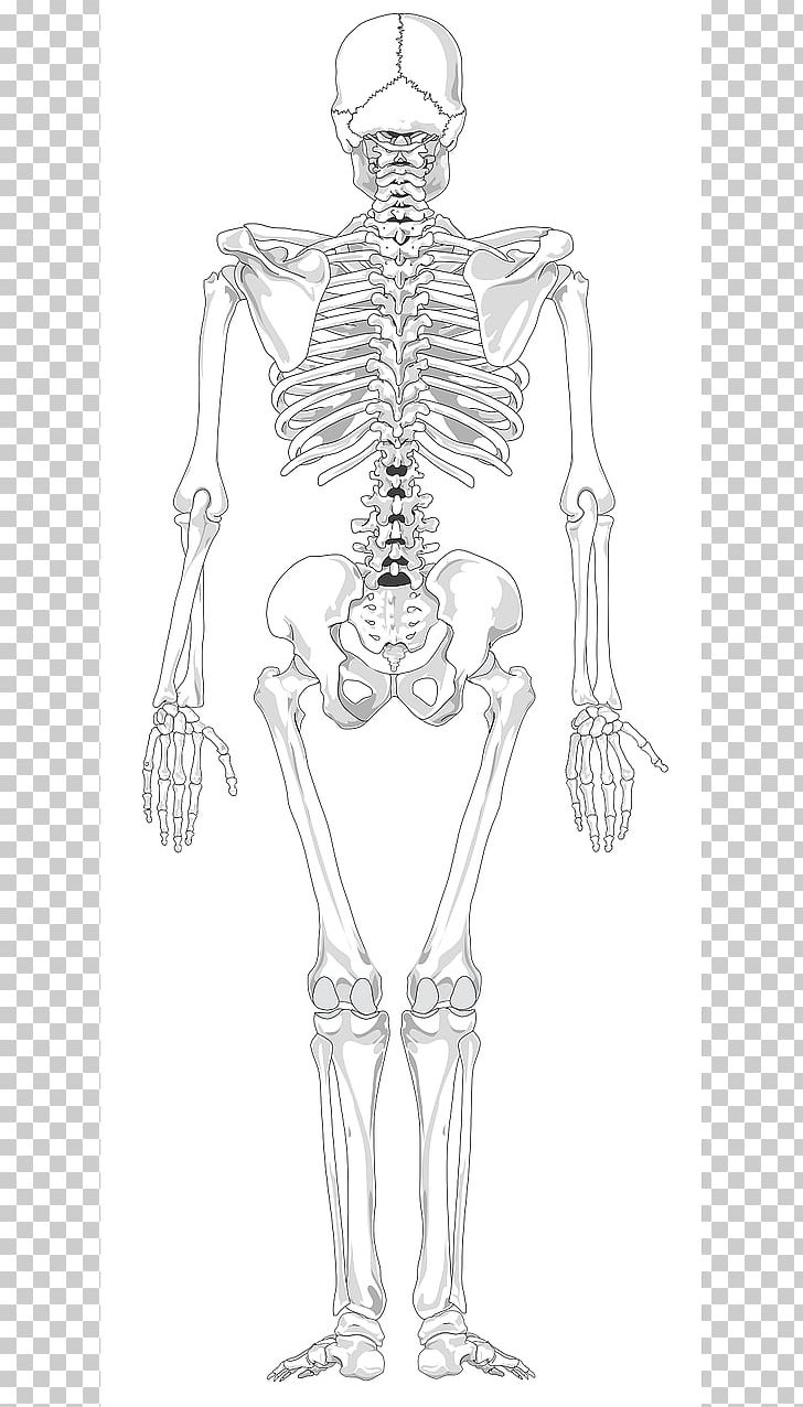 Human Skeleton Human Back Human Body Bone Png Clipart Abdomen Anatomy Arm Black And White Bone