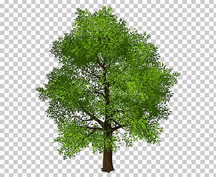 Tree Transparency And Translucency PNG, Clipart, Arecaceae, Branch, Computer Icons, Leaf, Lossless Compression Free PNG Download