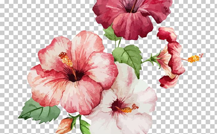 Watercolor Painting Rosemallows Drawing PNG, Clipart, Annual Plant, Art, Botanical Illustration, Canvas, Cut Flowers Free PNG Download
