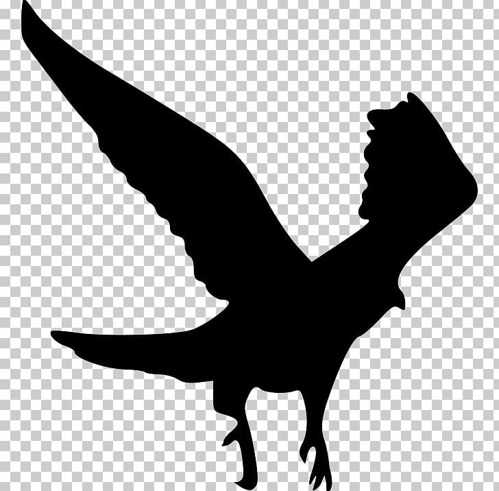 Bird Of Prey Bald Eagle PNG, Clipart, Animals, Bald Eagle, Beak, Bird, Bird Of Prey Free PNG Download