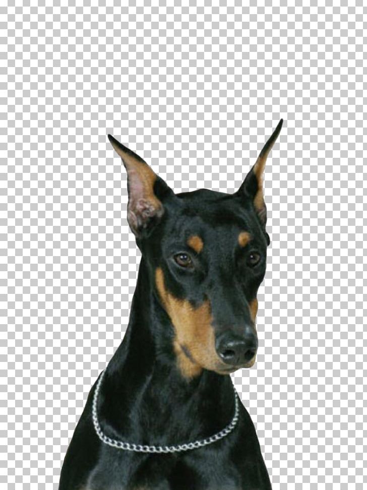 Dobermann Yorkshire Terrier Pug Pet Puppy PNG, Clipart, Animals, Black And Tan Terrier, Breed, Carnivoran, Collar Free PNG Download