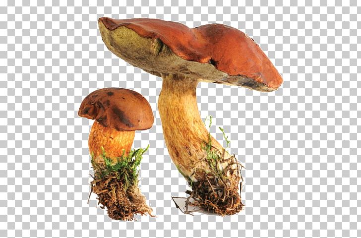 Edible Mushroom Bay Bolete Boletus Edulis Fungus PNG, Clipart, Bay Bolete, Bolete, Boletus, Boletus Edulis, Cep Free PNG Download