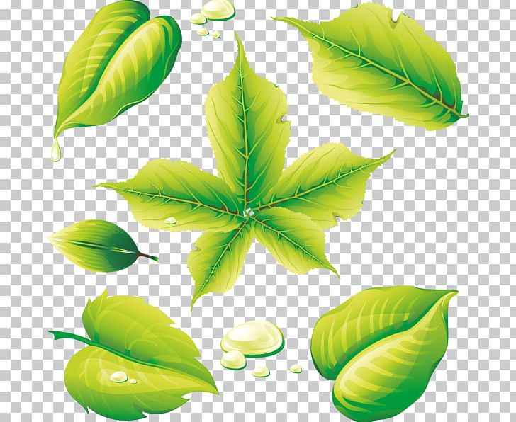 Encapsulated PostScript Leaf PNG, Clipart, Coreldraw, Encapsulated Postscript, Fruit, Graphic Arts, Green Free PNG Download