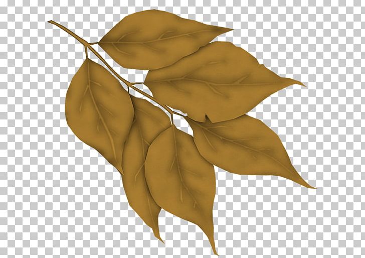 Leaf PNG, Clipart, Fall Leaves, Leaf, Plant Free PNG Download