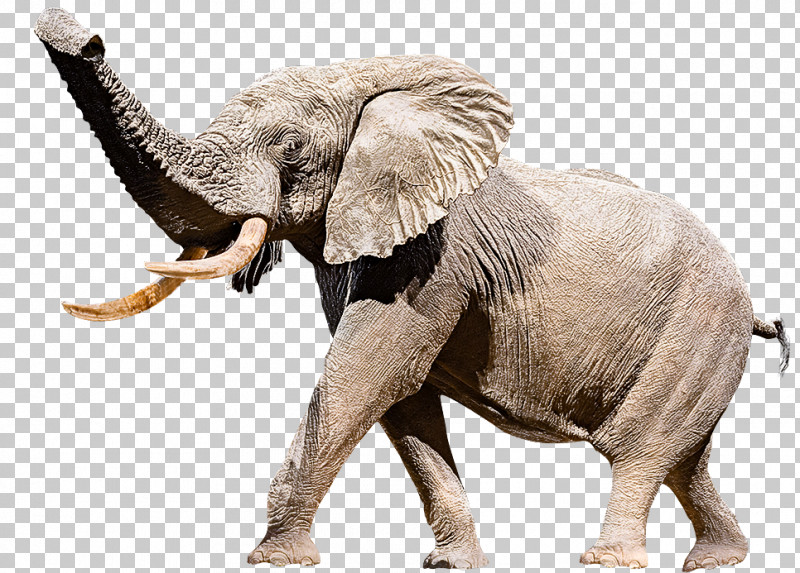 Indian Elephant PNG, Clipart, African Elephant, Animal Figure, Elephant, Indian Elephant, Wildlife Free PNG Download