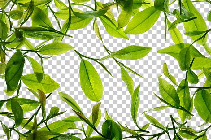 Green Tea Tieguanyin PNG, Clipart, Background Green, Branch, Chinese Tea, Download, Encapsulated Postscript Free PNG Download