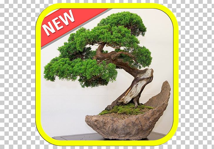 Indoor Bonsai Tree Juniperus Chinensis Plant PNG, Clipart, Bonsai, Ceiba, Flowerpot, Garden, Houseplant Free PNG Download